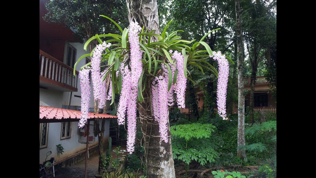 TÌm hiểu về lan đuôi chồn